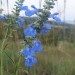 Azure Blue Salvia