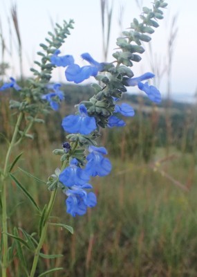 Azure Blue Salvia