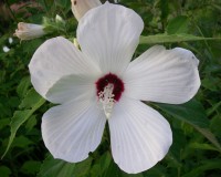 hibiscus-moscheutos-1.jpg