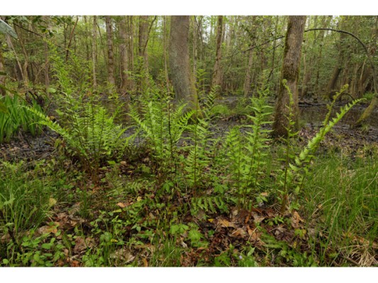 Southern Wood Fern