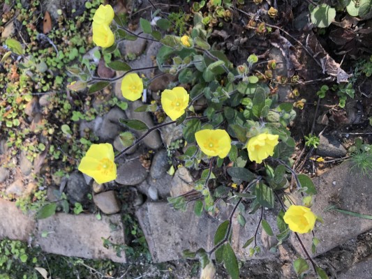 Rock Rose