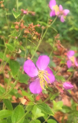 Meadow Beauty