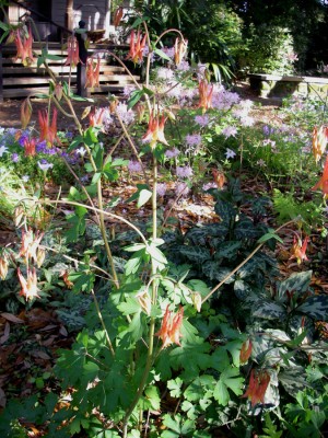 Red Columbine