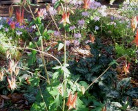 aquilegia-canadensis-4-10a.jpg