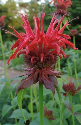 Scarlet Bee Balm