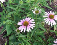 echinacea-purpurea-2010.jpg