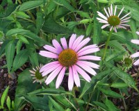 echinacea-purpurea-2010b.jpg