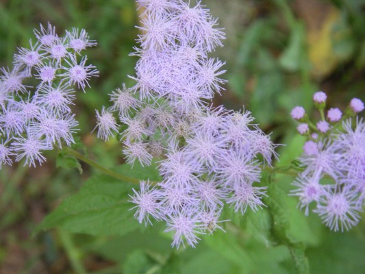 Wild Ageratum