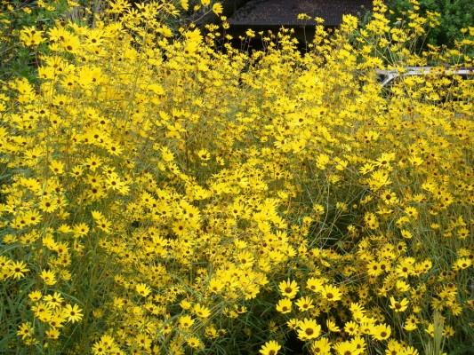 Swamp Sunflower