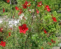 hibiscus-coccineus-2.jpg