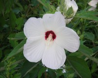 hibiscus-moscheutos-2009.jpg