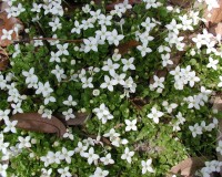 houstonia-procumbens-d.jpg