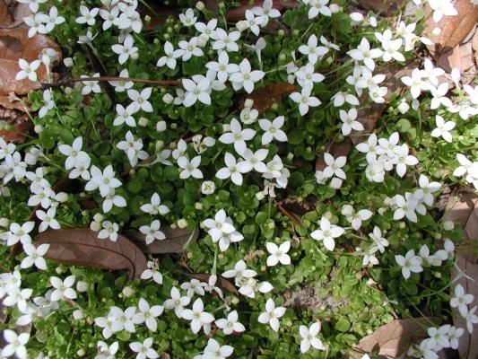 Trailing Bluet