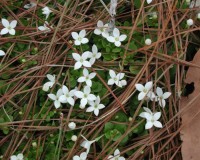 houstonia-procumbens-db.jpg