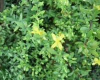 hypericum-hypericoides-close-8-10.jpg