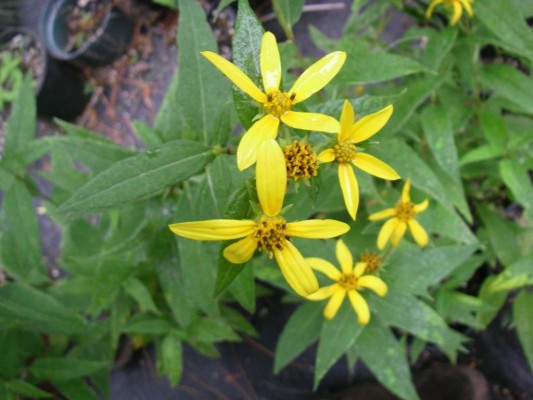 Small-headed Sunflower