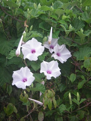 Shell Midden Morning Glory